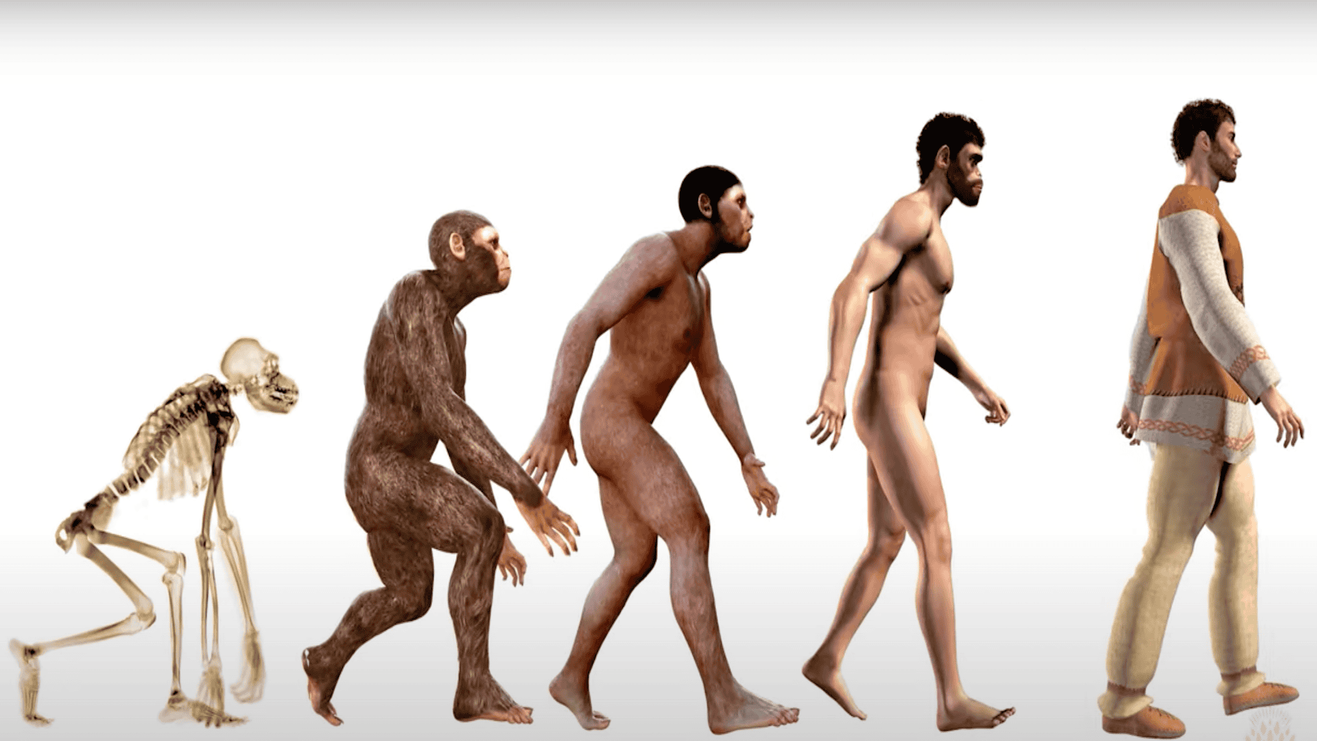 Scientists Discover The Fascinating Reason We Don’t Have Tails