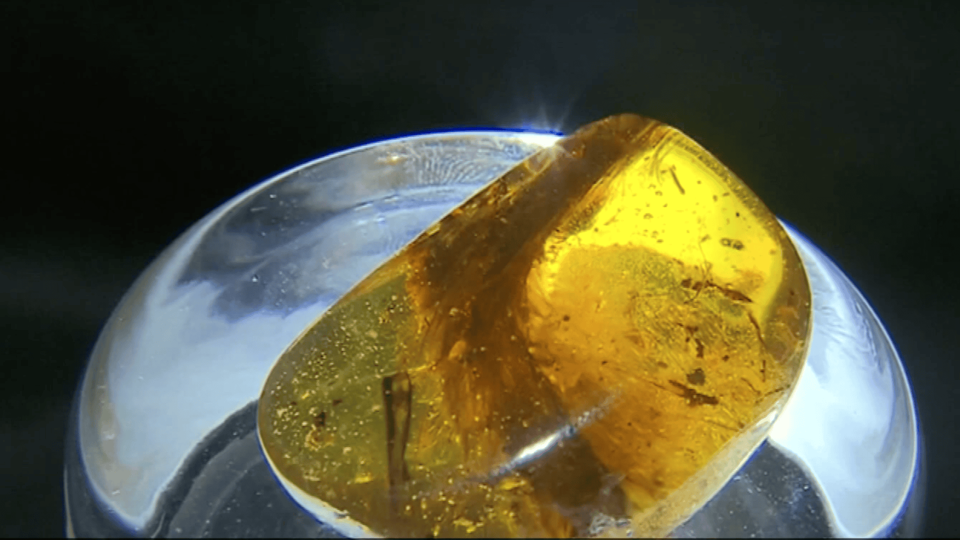 Plant Preserved In Amber Turns Out To Be A 99 Million-Year-Old Dinosaur Tail