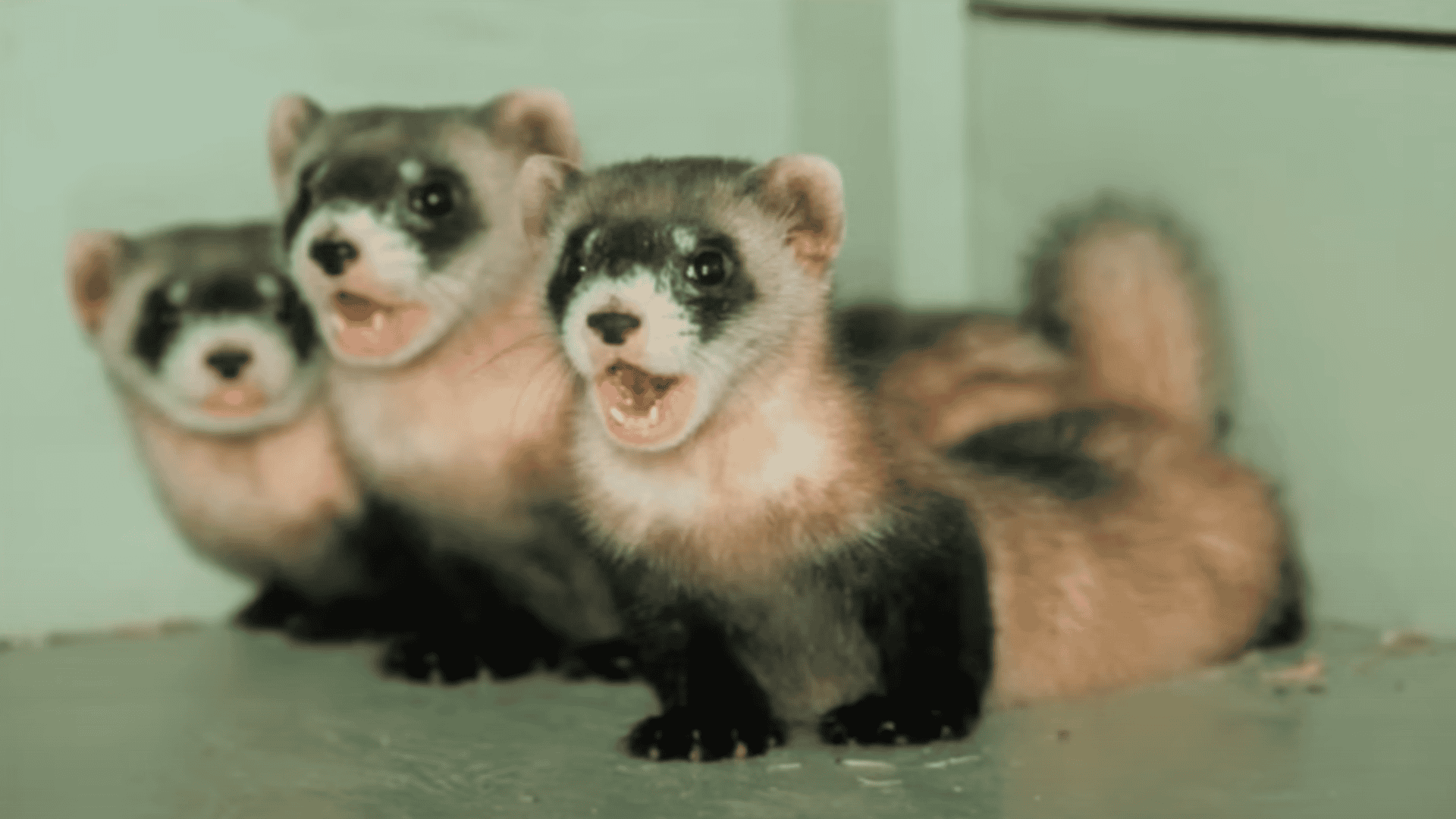 Scientists Save Black-Footed Ferret From Extinction Just In Time