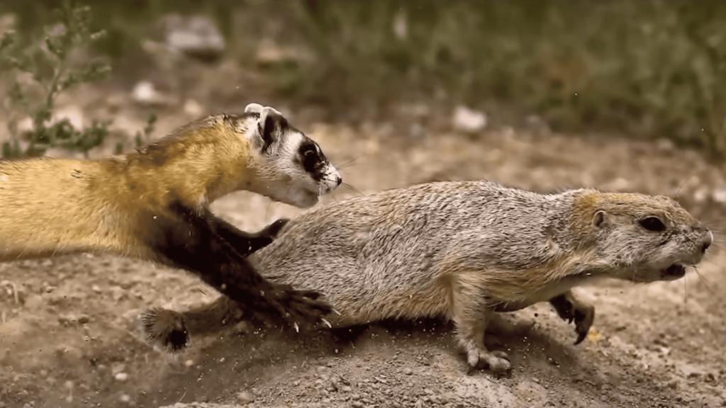 Black-footed ferret catches a prairie dog.