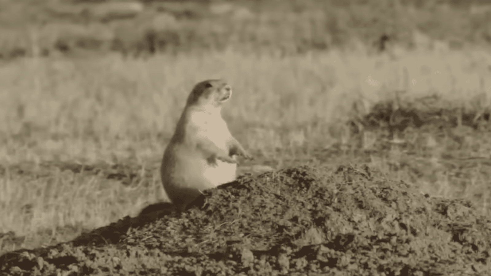 Prairie dogs are the main source of food for black-footed ferrets.