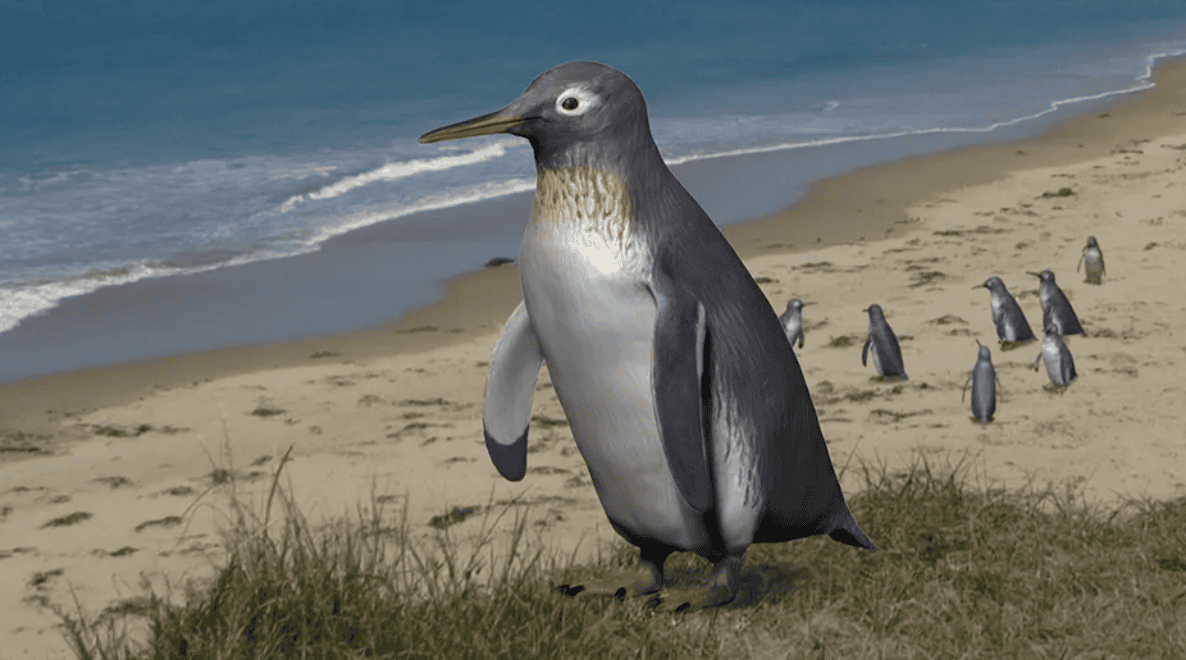 A Tiny Penguin Discovery in New Zealand