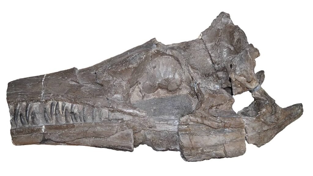 Skull of Enalioetes schroederi