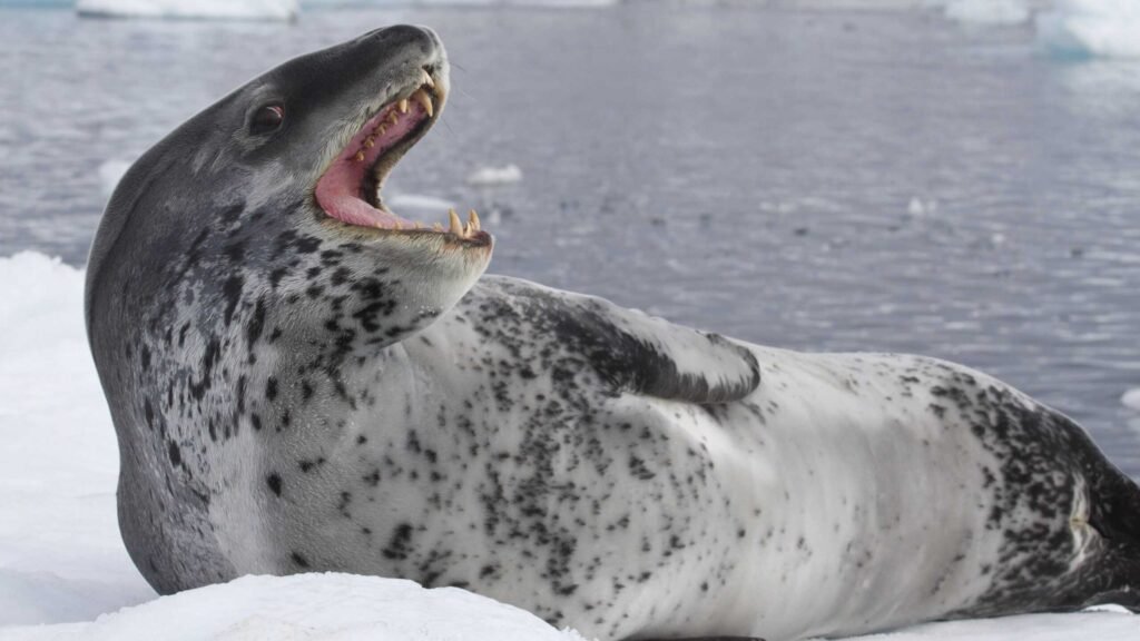 Leopard Seal.