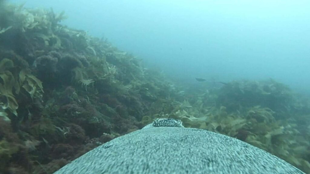 The footage show unmapped ocean floor.