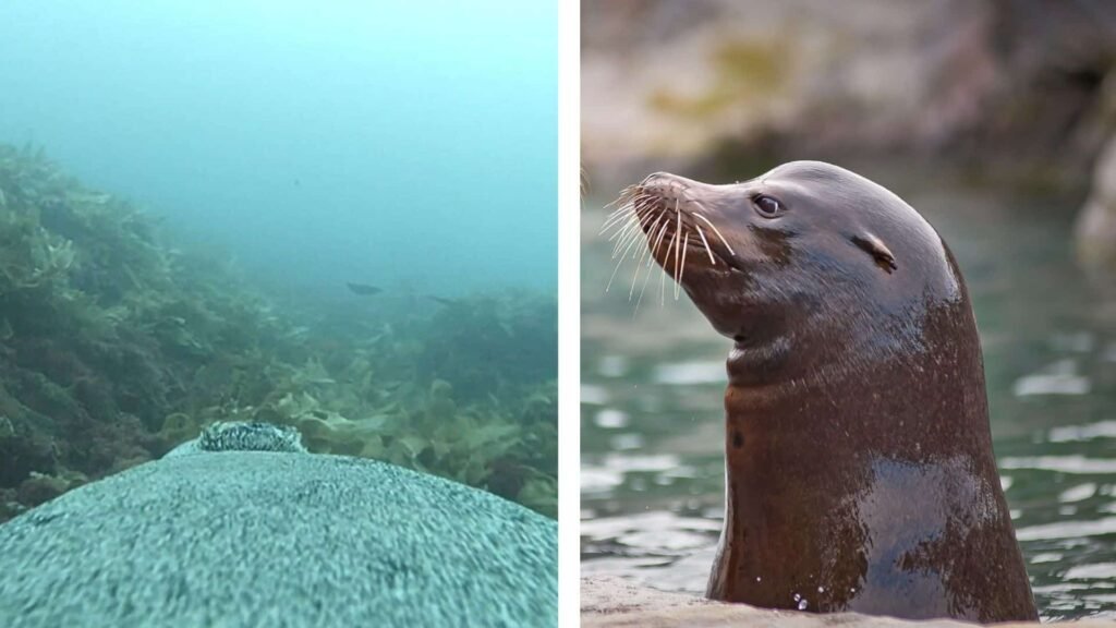 sea lions help scientists