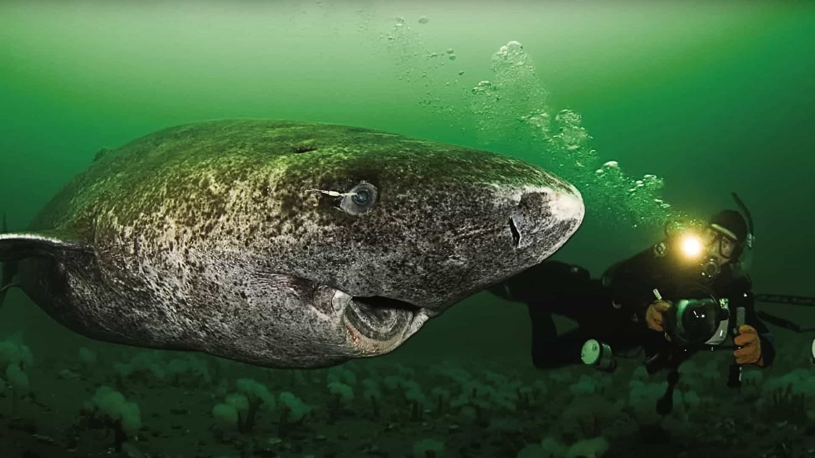 These 400-Year-Old Sharks (the Oldest Born in 1620) Might Increase Human Life Expectancy by a Whole Decade