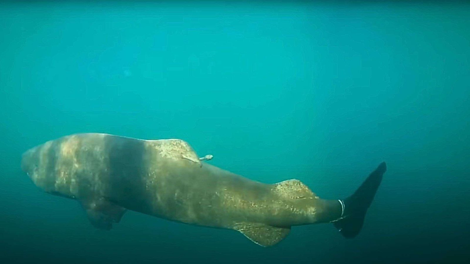 Greenland sharks are extremely slow swimmers - maybe it's their relaxed lifestyle that allows them to live for so long