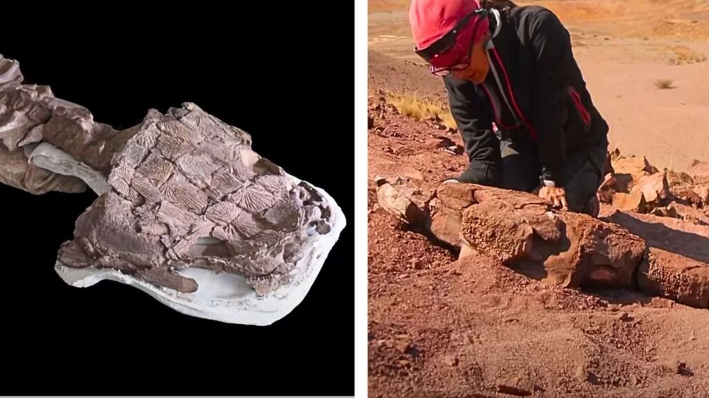 salamder-like fossil
