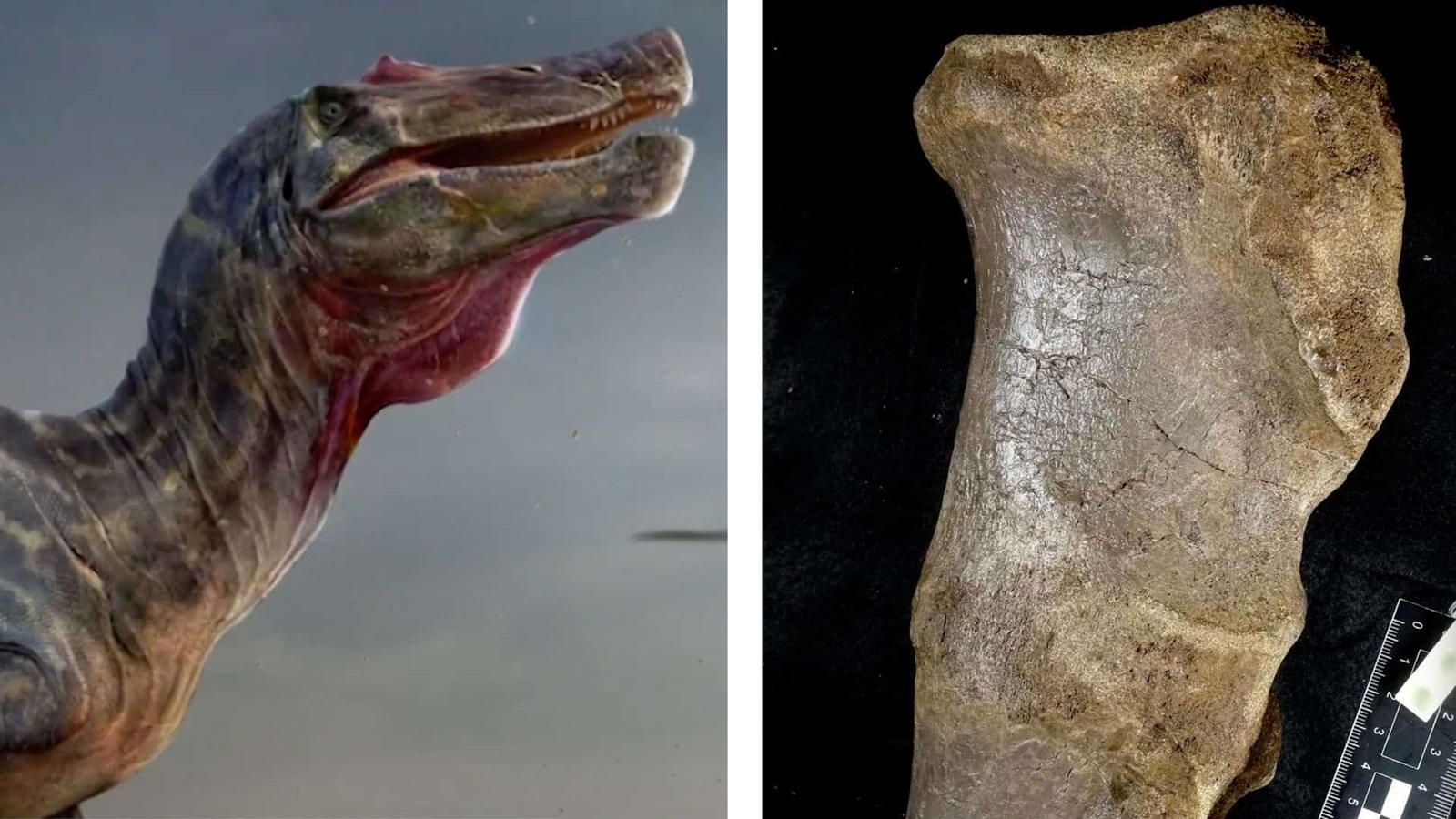 The Largest Ever Meat-Eating Dinosaur (Over 32 Feet Long) to Exist in Europe Found on Dinosaur Island