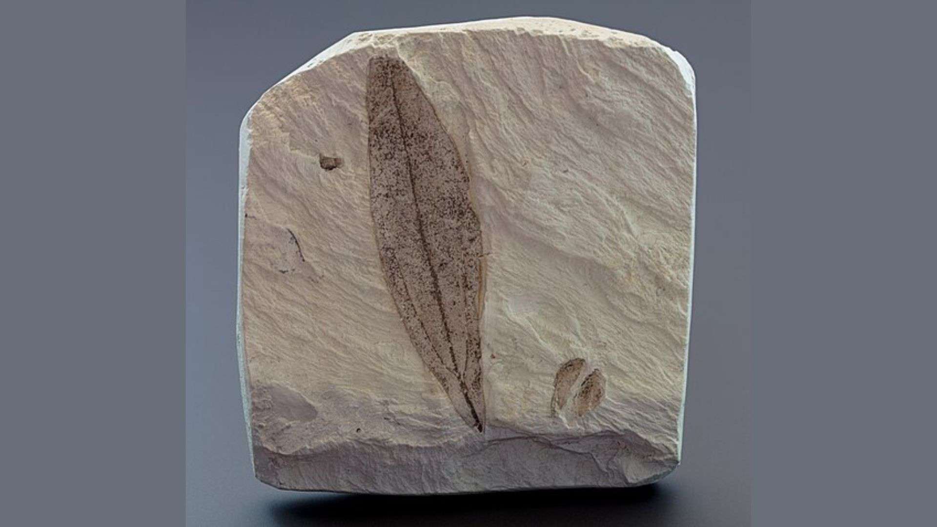 Fossils Beyond Dinosaurs: Ancient Plants and Insects