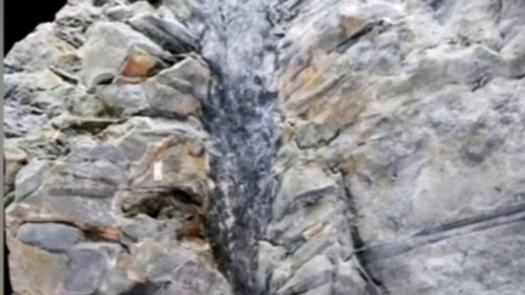 Tree Fossil
