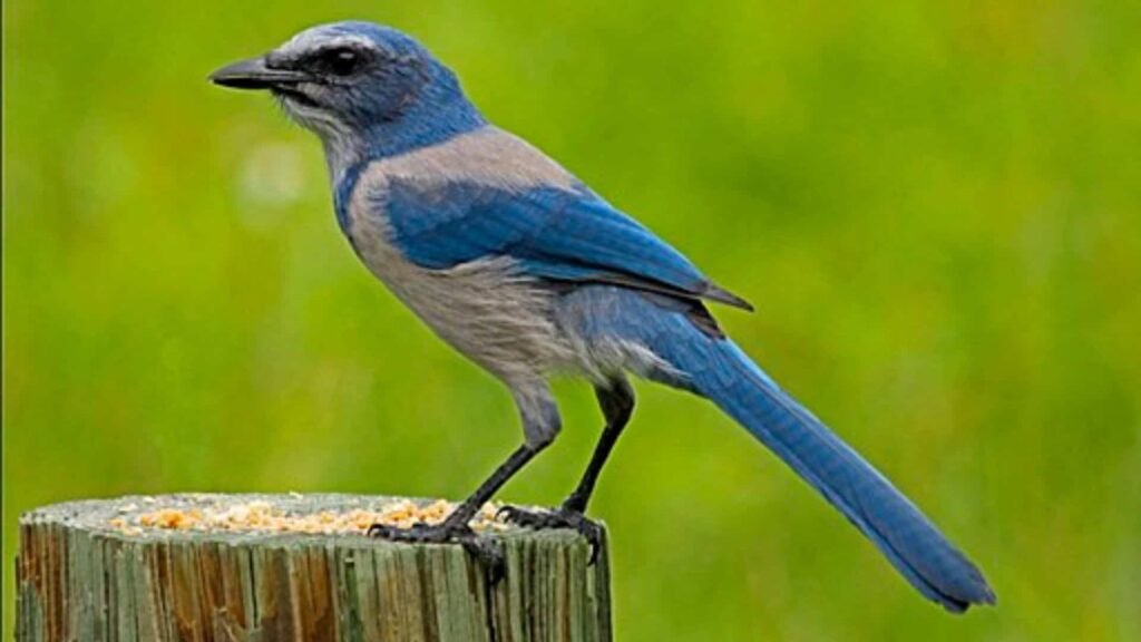 Florida Scrub-Jay
