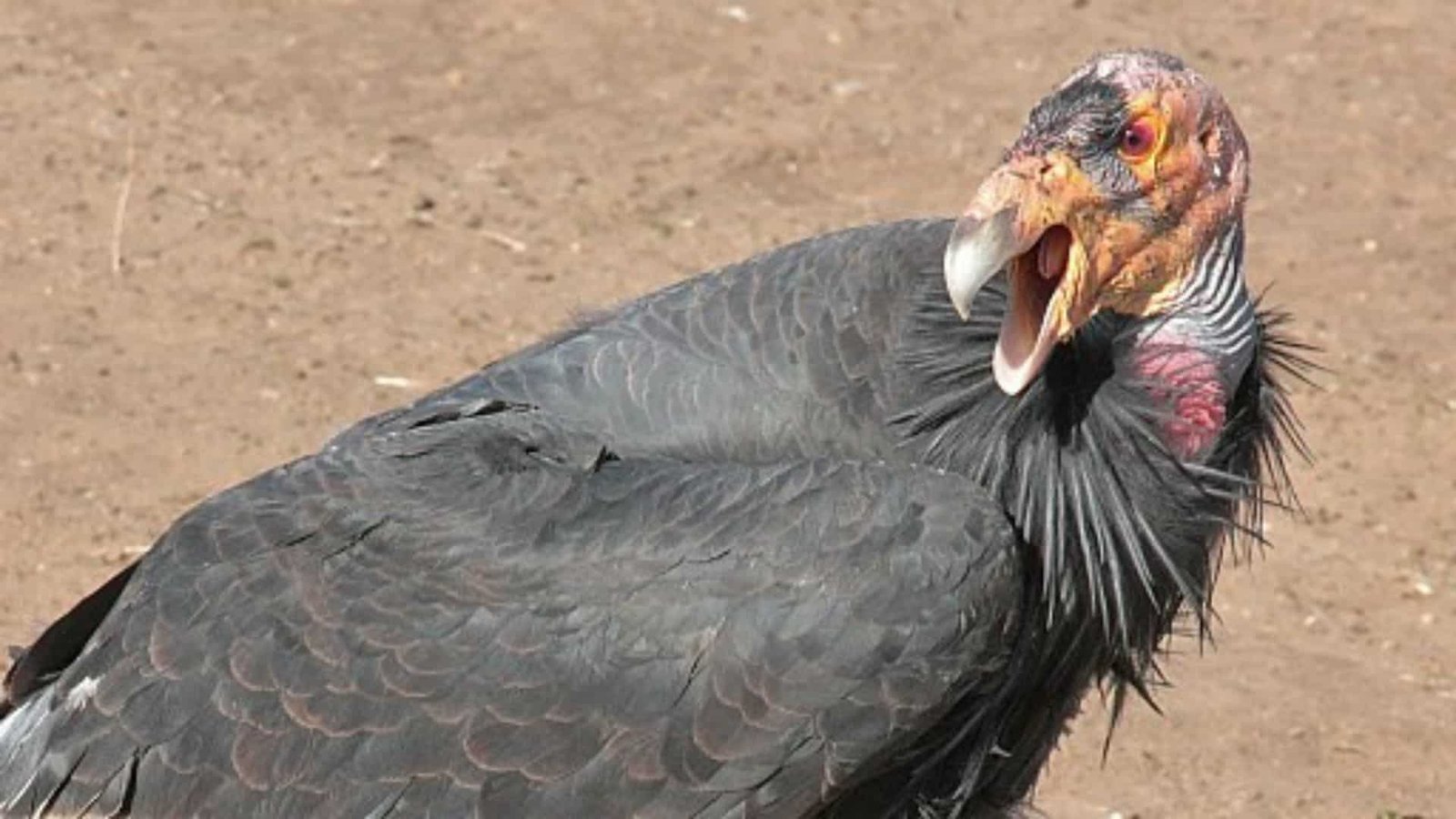 California Condors and the Quest to Rewild the Skies