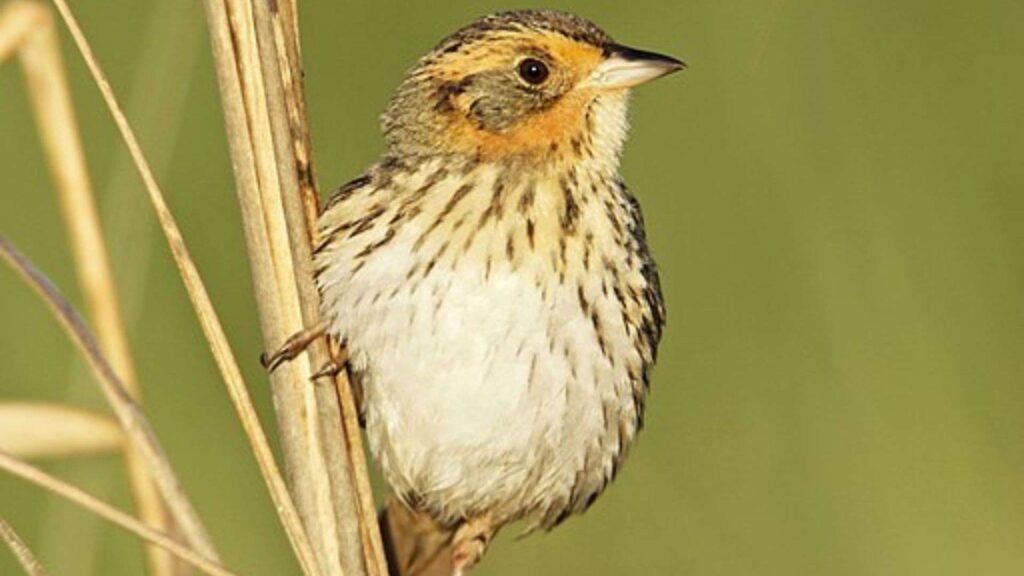 Saltmarsh Sparrow