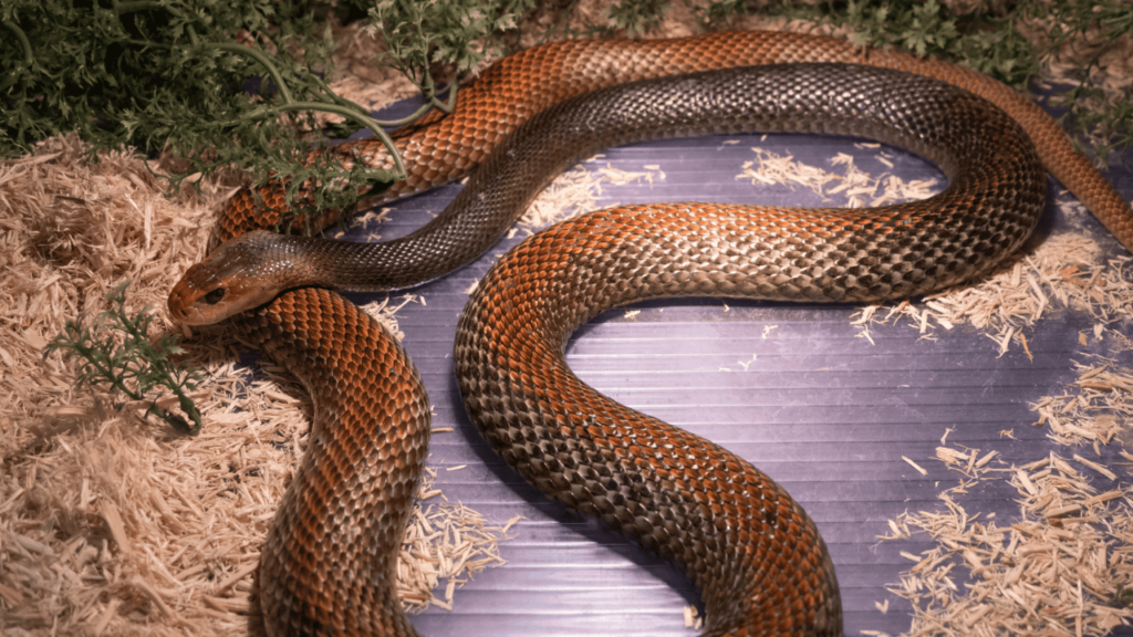 Coastal Taipan Habitat