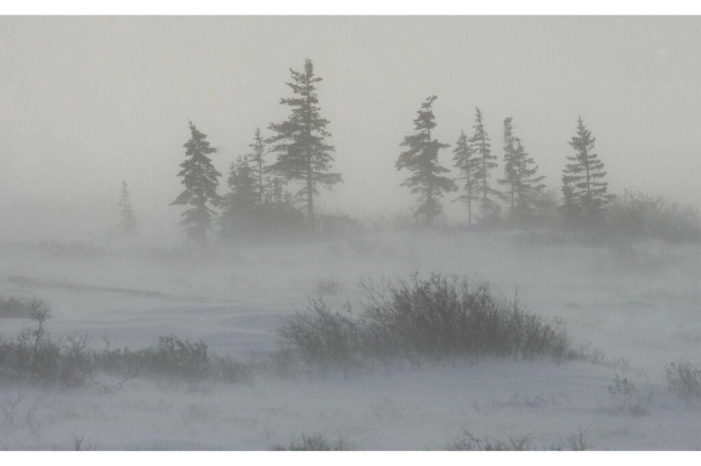 tundra