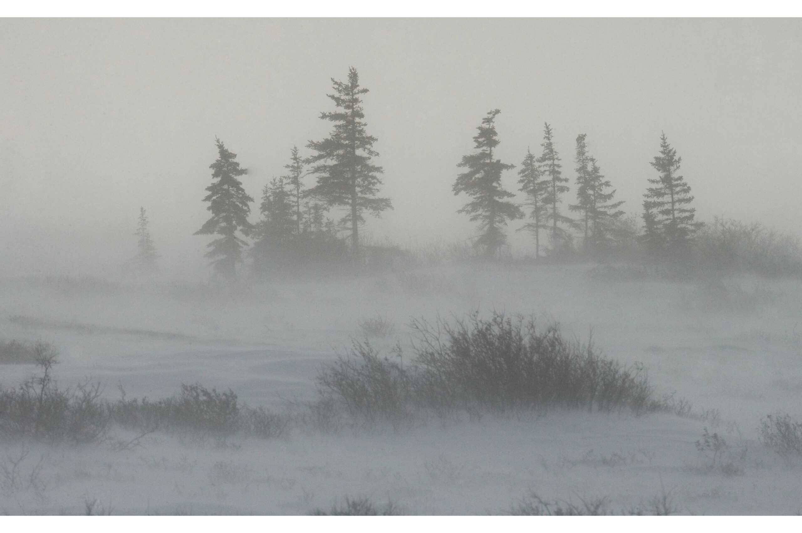 From Tundra to Tap: Arctic Microbes That Influence Northern Ecosystems