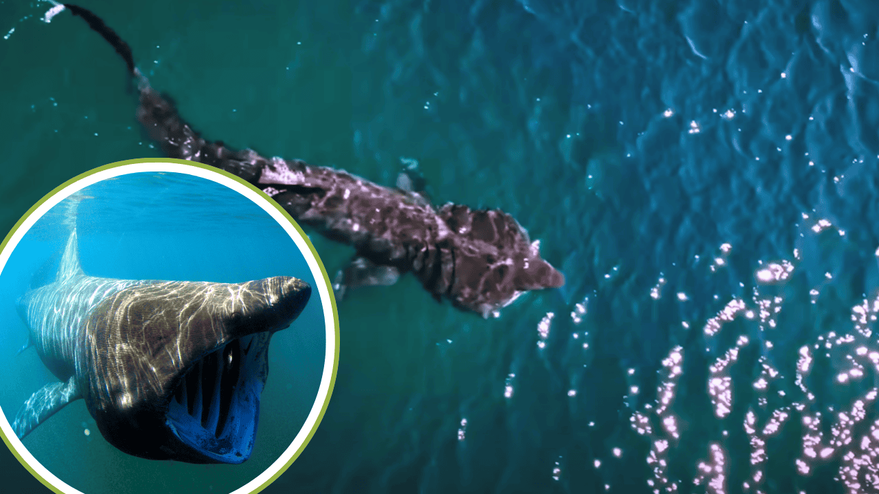 Rare Basking Shark Sighting off B.C Coast Sparks Hope for Species Recovery
