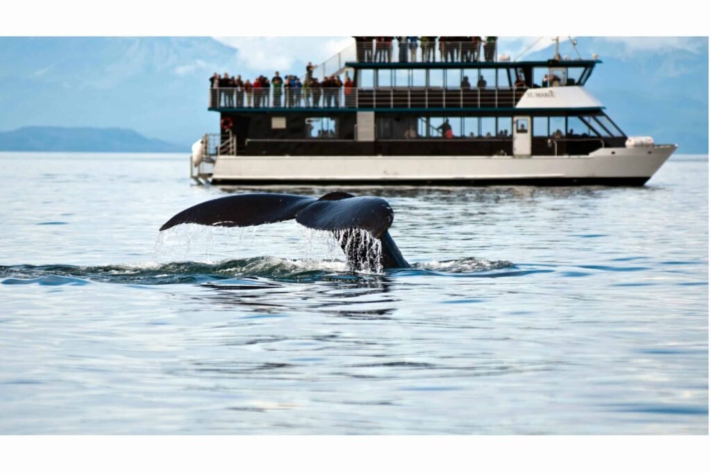 Whale watching boat