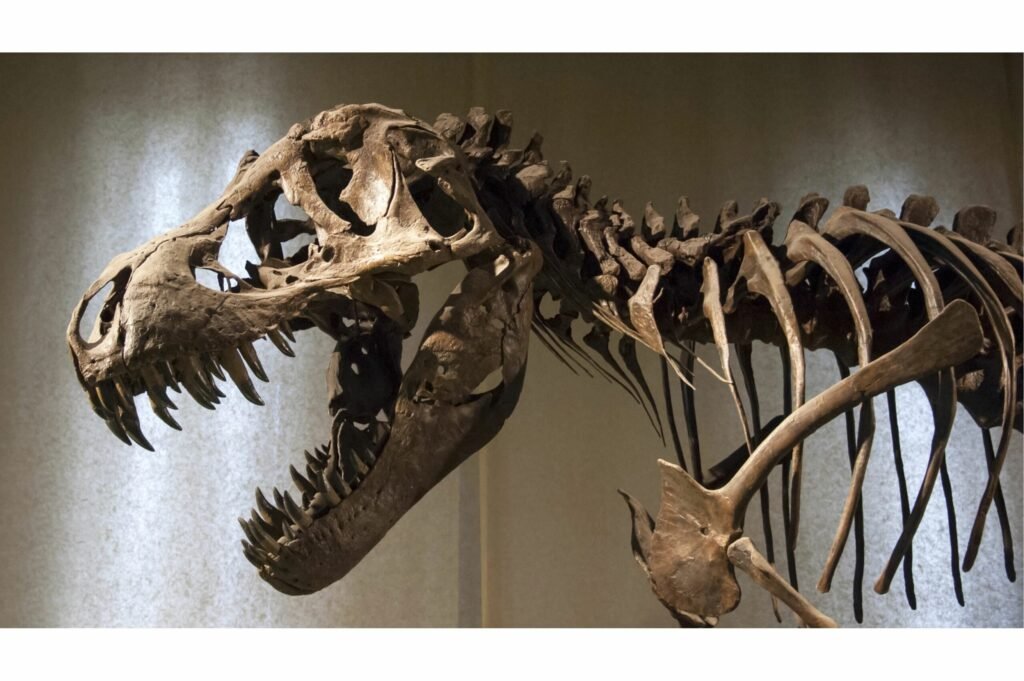 trex closeup
