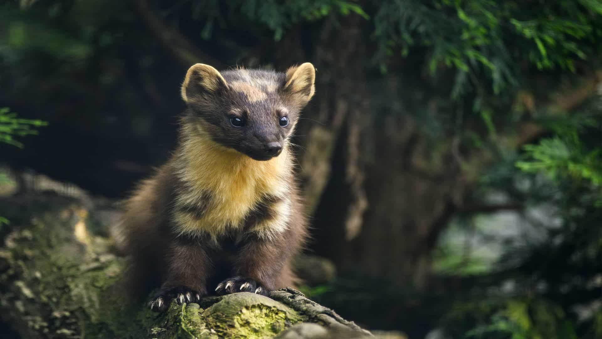 The Return of the Pine Marten: Rewilding Britain’s Lost Woodland Predator