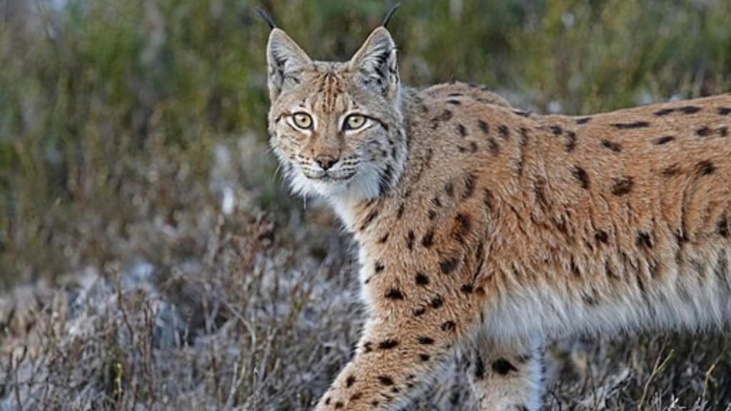 Eurasian Lynx