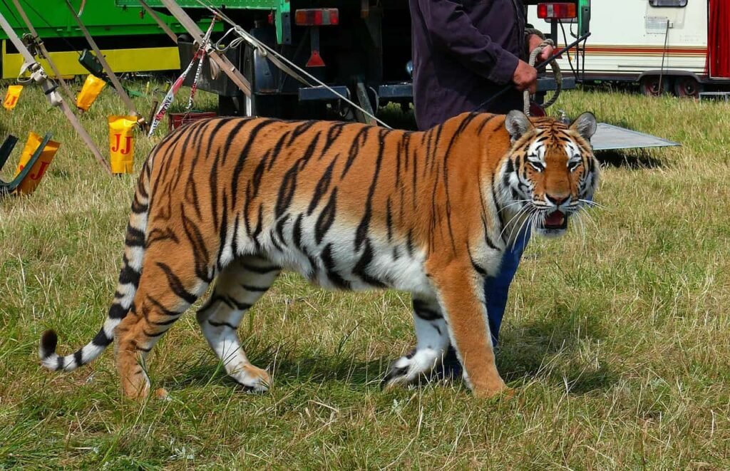 A tiger being led by a trainer for a circus performance.