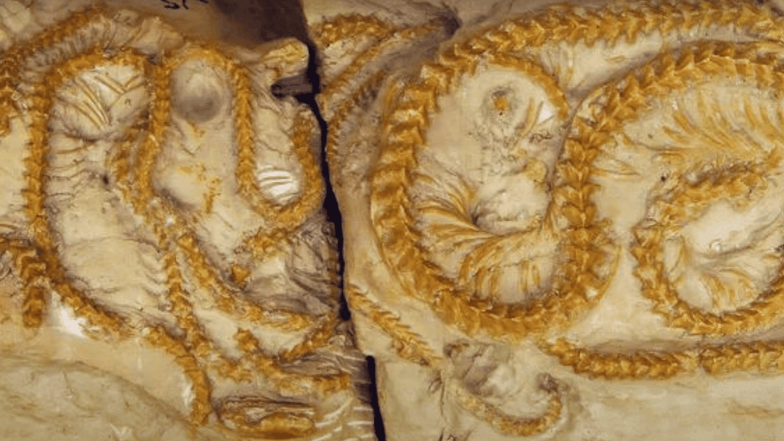 38 Million-Year-Old Snake Fossils Found In Wyoming Turns Out To Be A New Species