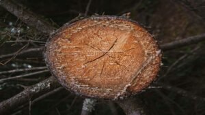 Resin, which forms amber, comes from trees.