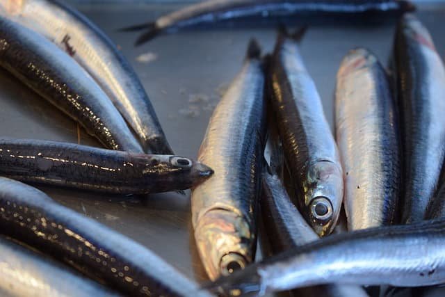 Anchovies