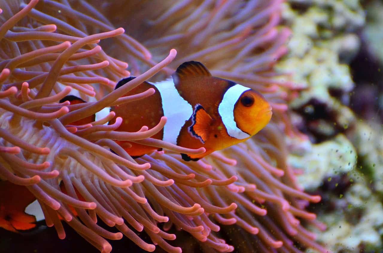 Why Clownfish Change Sex: Fluidity in Ocean Life