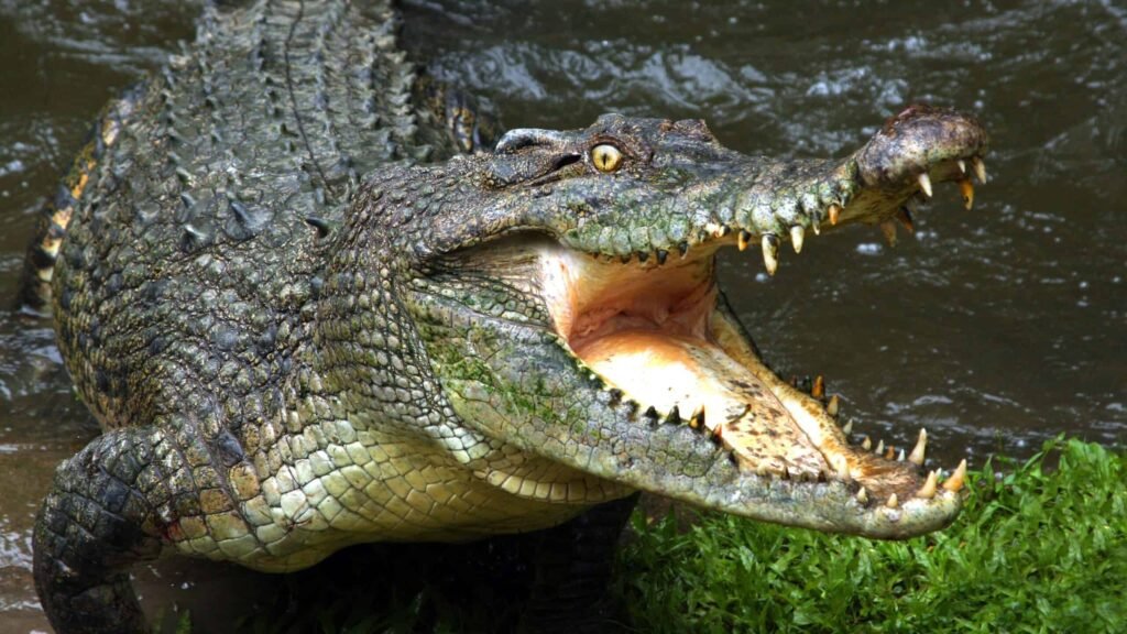 Australian saltwater crocodile versus the American Alligator