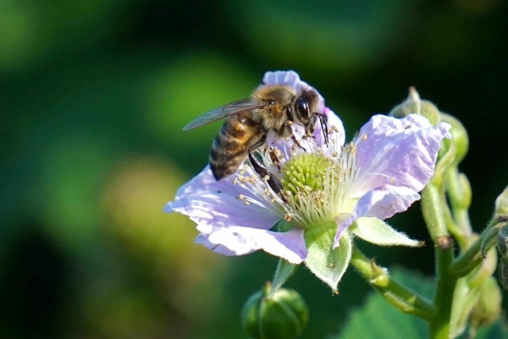 Bee pollinating a flower.