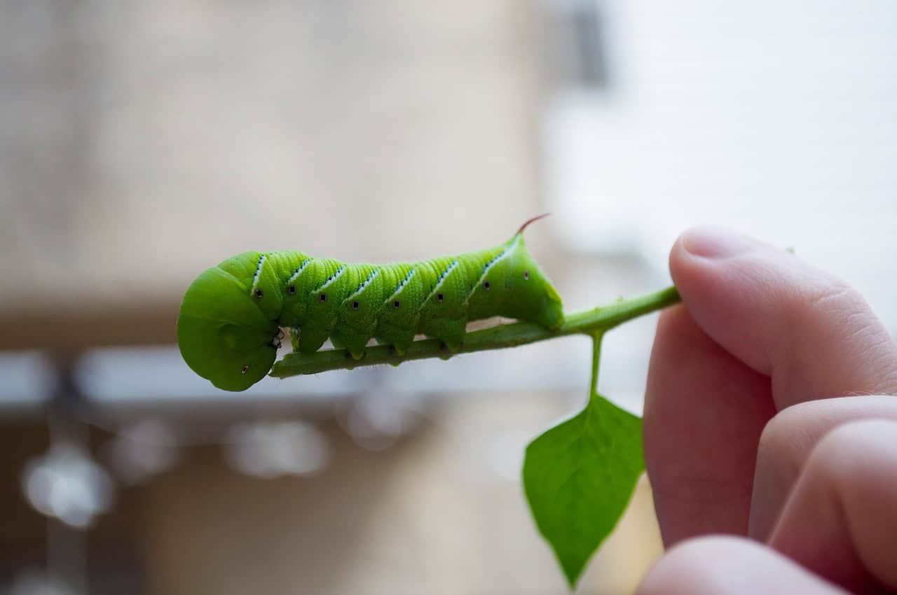 The Caterpillar That Mimics a Venomous Snake to Scare Away Predators