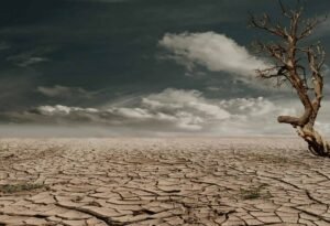 A bare tree on parched ground.