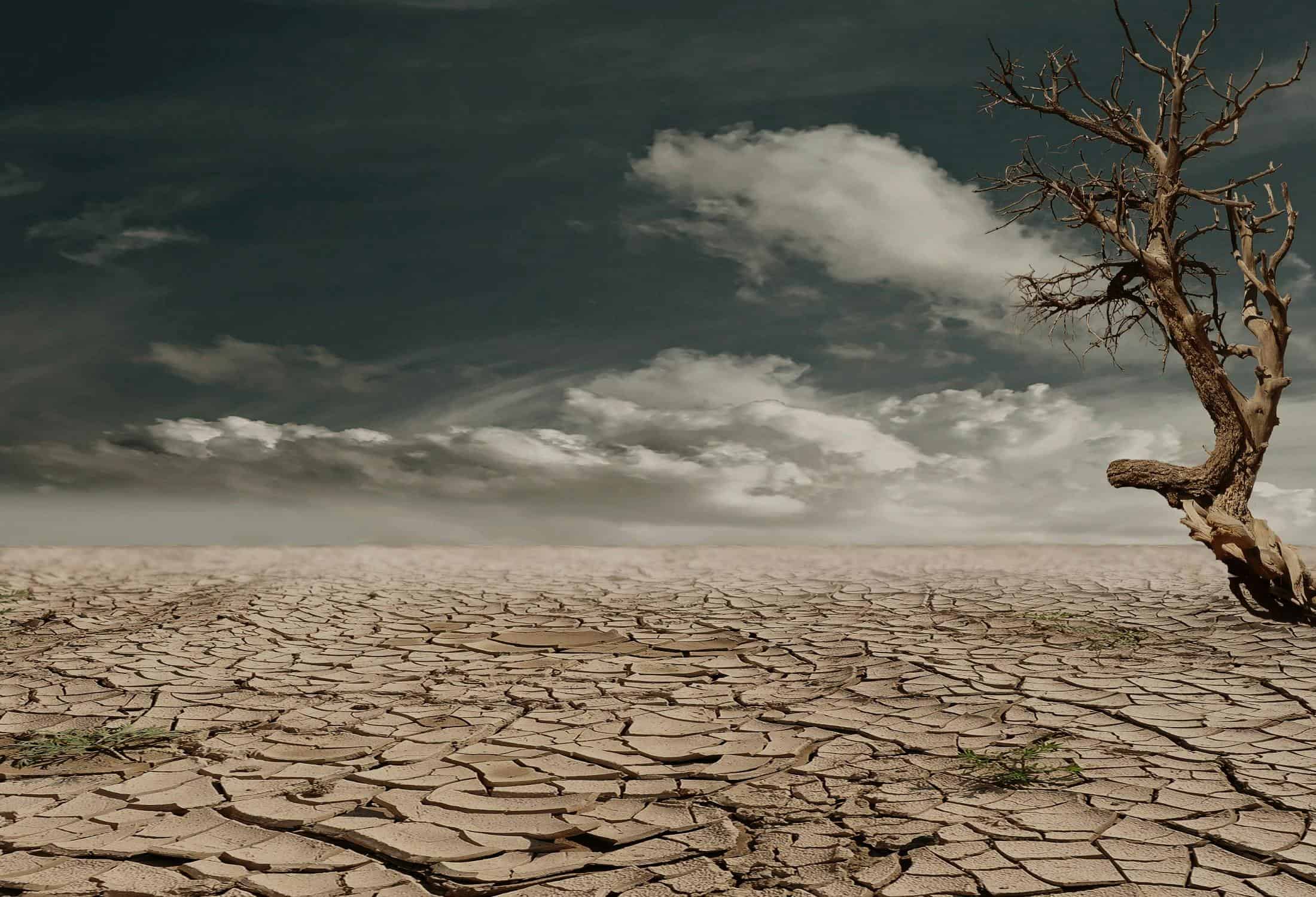 How Human Activity Is Accelerating the Extinction of Species