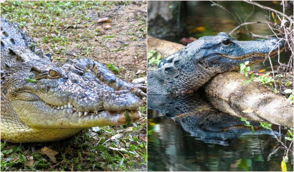 Australian saltwater crocodile versus the American Alligator