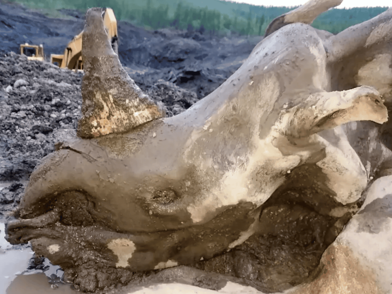 Perfectly Preserved Prehistoric Woolly Rhino Discovered In Russia