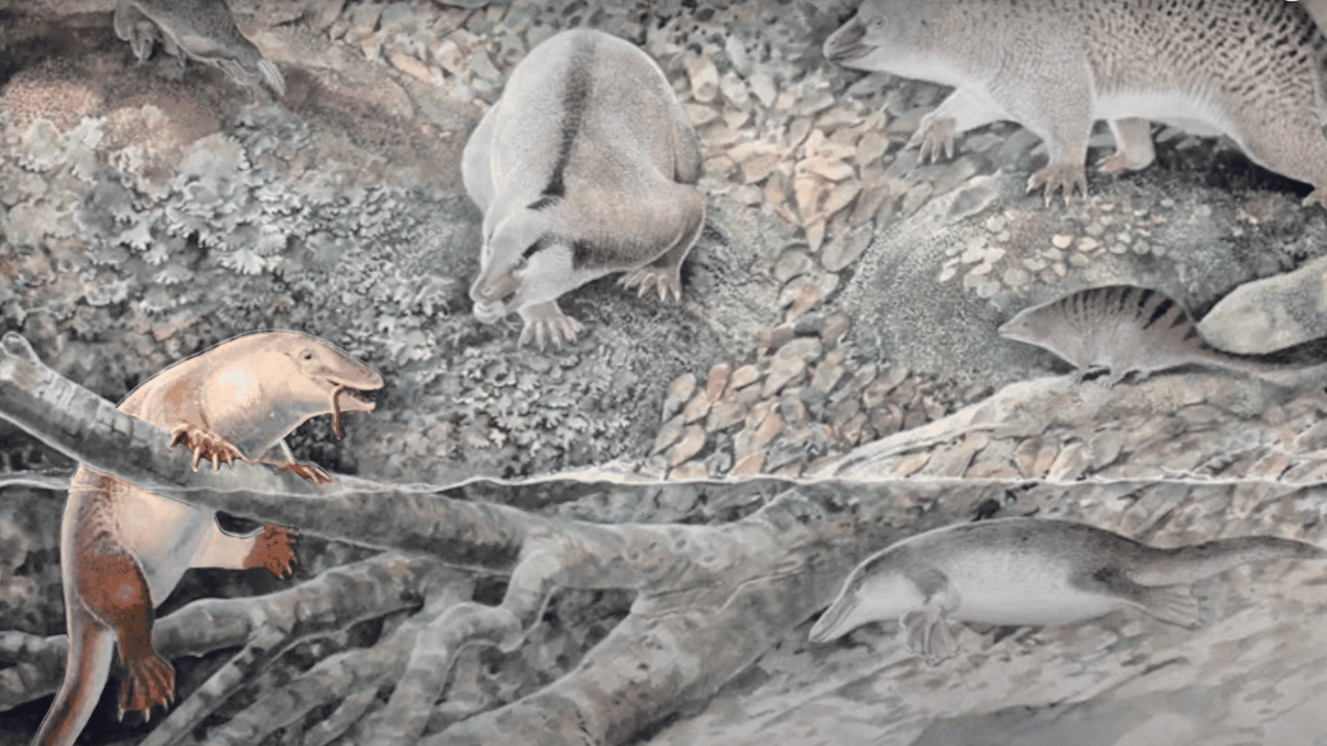 Discovery of the Ancient Echidnapus May Hint at an Age of Monotremes