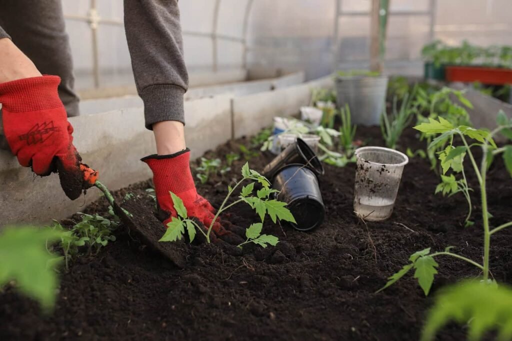 A gardener planting different types of crops.