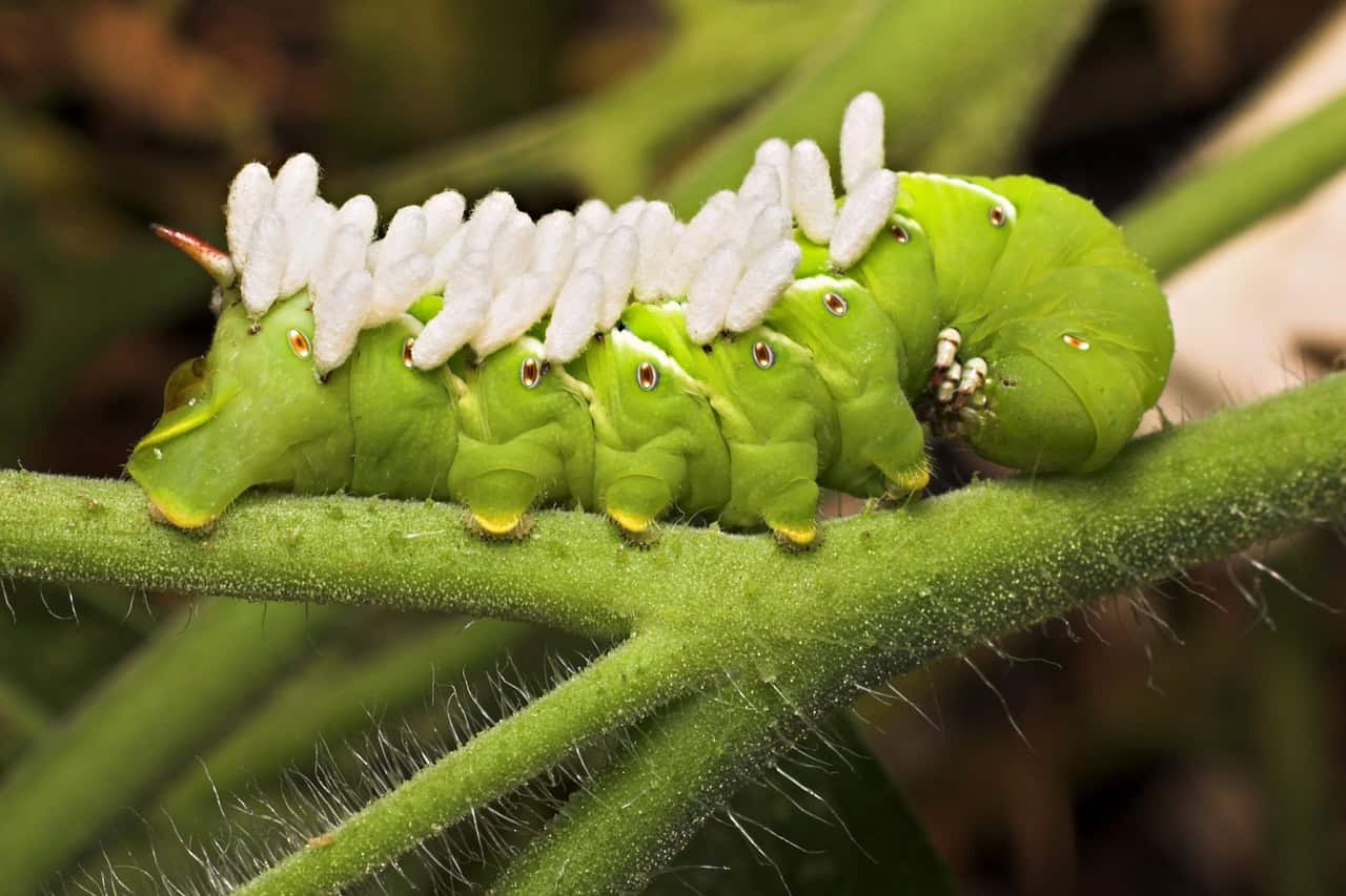 How Baby Wasps Can Save Your Tomatoes from Hornworm