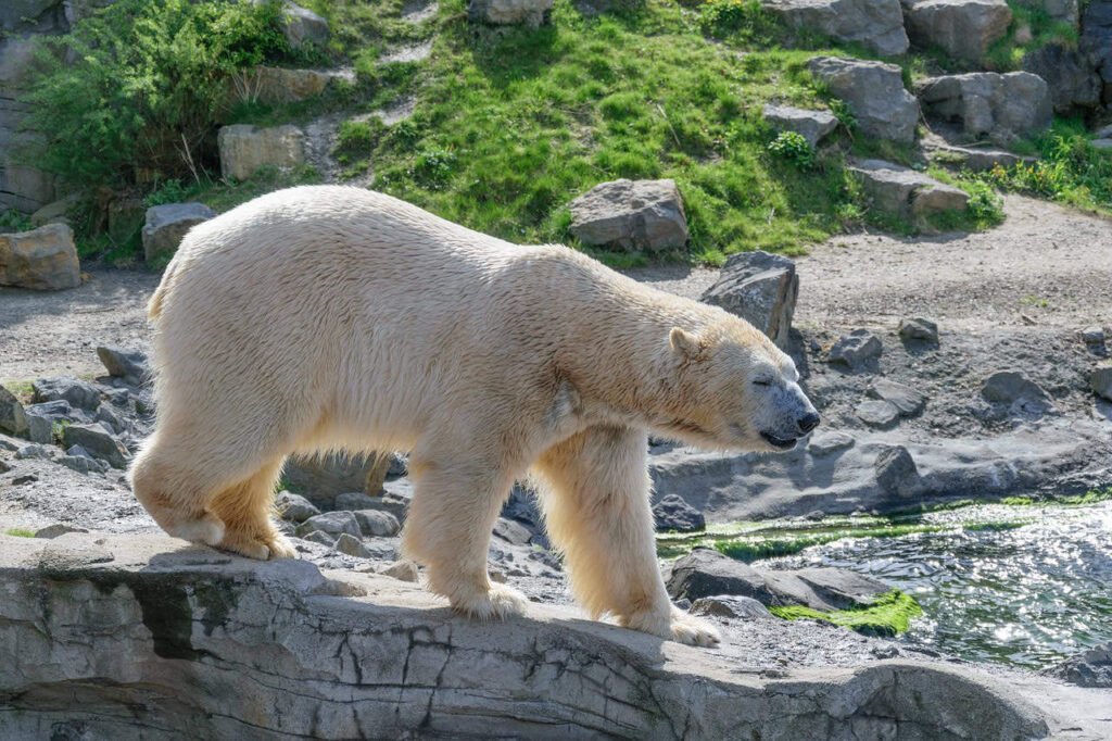 Polar bear in captivity.