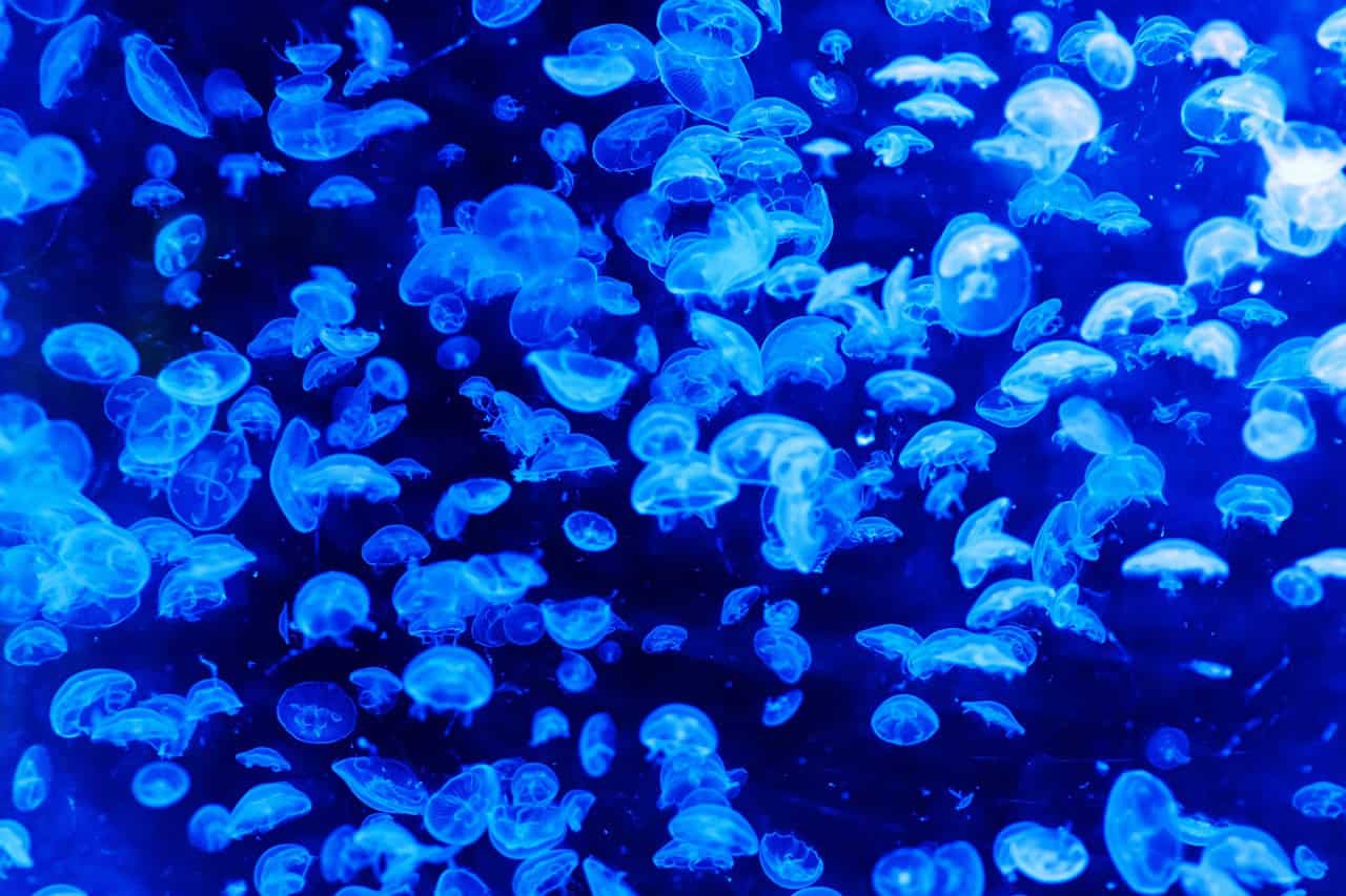 The Aggressive Jellyfish Invasions That Are Taking Over the World’s Oceans