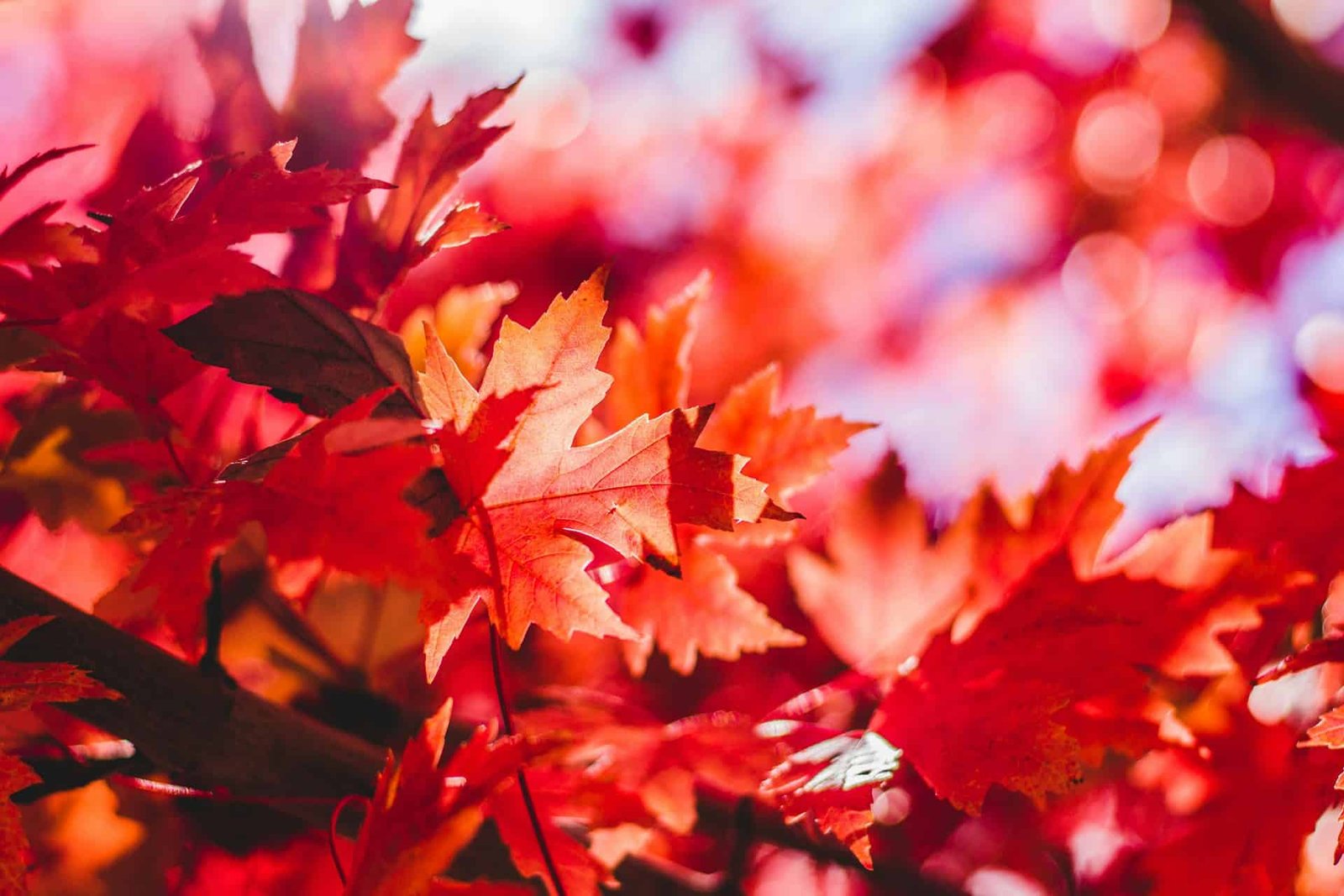 How Plants Use Color and Scent to Communicate and Survive