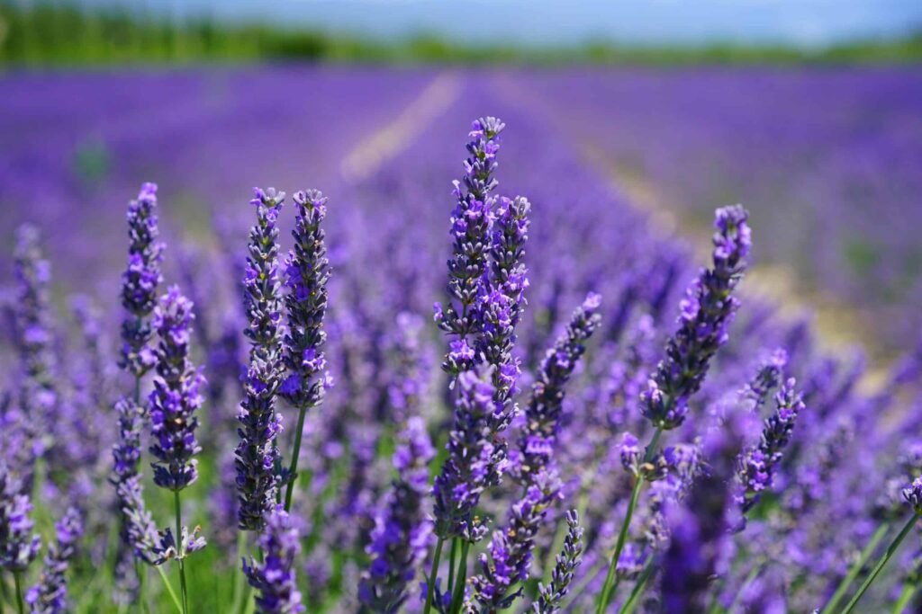 Lavender growing by the side of the road.