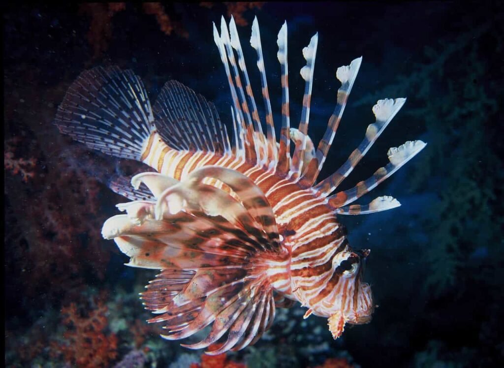 Lion fish in the deep ocean.