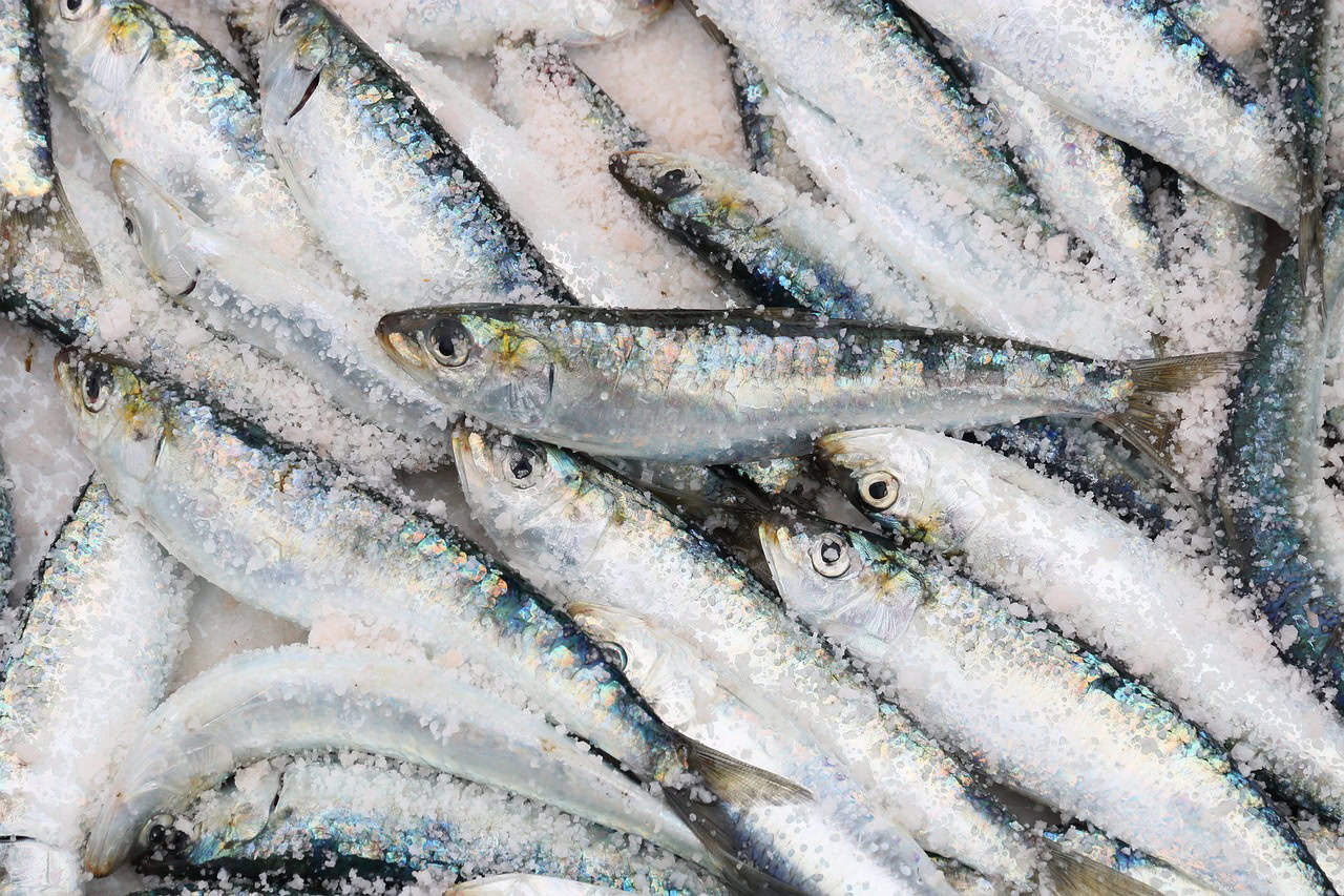 Not Just Whales, Sardines Need Saving Too and Here’s The Important Reason Why