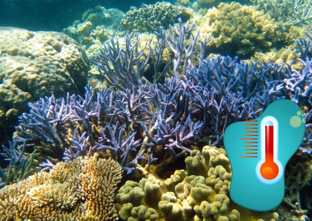 Underwater Scene of Great Barrier Reef in Queensland, Australia.