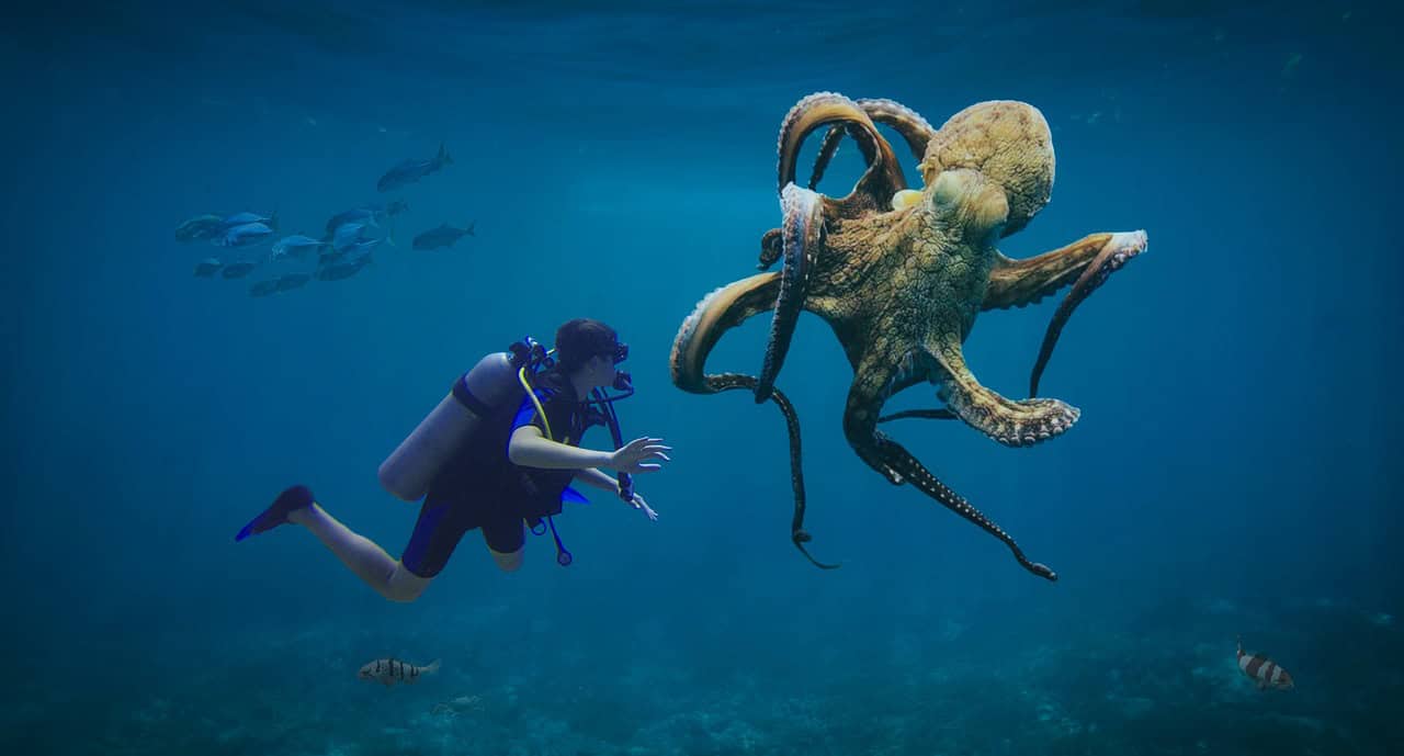 The Hidden Minds of Octopuses Exploring Problem Solving and Emotional Intelligence